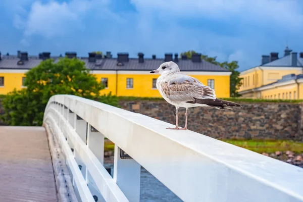 Bird on the white bridge. The bird on the railing. Helsinki. Finland. Fauna Of Finland. Seagull on the background of yellow buildings. Ornithology. Suomenlinna. Fortress Of Sveaborg.