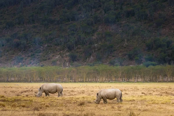 Kenya. Africa. Nakuru national Park. Rhinoceroses. Two rhinos on a background of mountains and trees. Rhinos eat grass. Animals in Nakuru Park. Fauna Of Kenya. Travel to Africa. Wildlife.