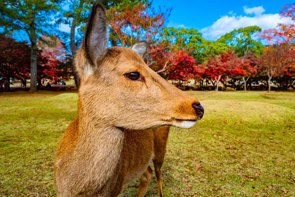 Japan. Deer head close-up. Deer in a Japanese Park. Nara Park in Japan. Deer on the background of autumn trees. Animals of Nara Park. The Nature Of Japan. Outdoor recreation.
