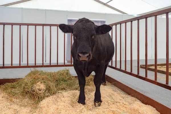 The black cow looks at the camera. Animals at an agricultural exhibition. The cow stands in the pen and looks at the camera. Farm animals. Dairy breeds of cows.