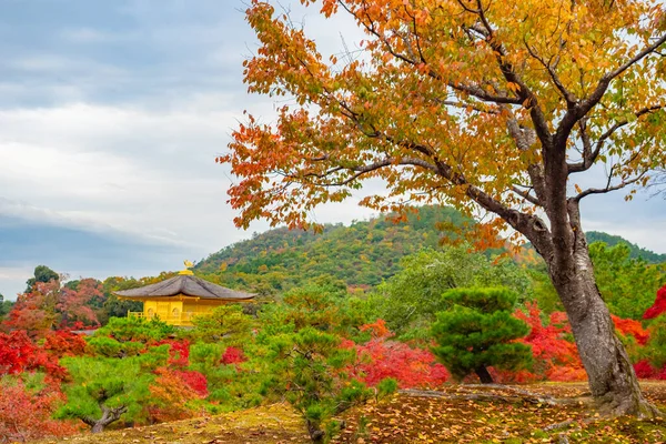 Kinkakuji in Japan. Gold temple in Kyoto. Autumn nature near kinkakuji temple. Colorful trees in regions of Japan. Gold temple in autumn day. Travel to Kyoto. Japan landmarks. Buddhism.