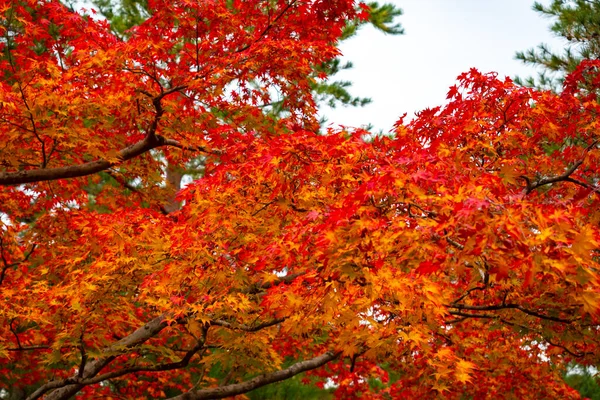 Red Japanese maple close up. Red maple on sky background. Japanese traditional maple leaf in autumn. Concept - nature of Japan. Flora of Japan. Traveling Japan in Autumn. Fauna asia.