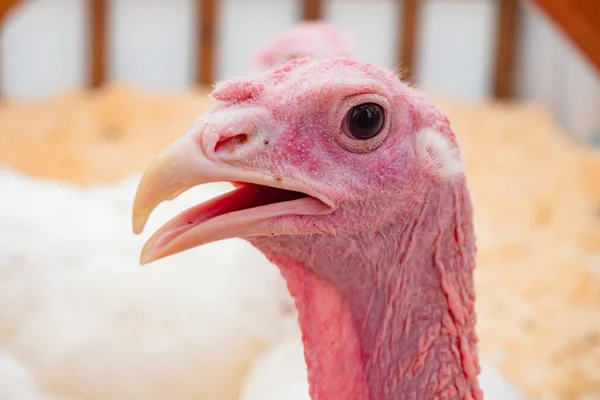 Turkey looks at the camera. A Turkey with its beak slightly open. The head of a Turkey. The concept of poultry farming. Agricultural business.