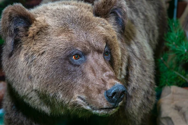 Brown bear. The bear head close up. Portrait of a bear. Wild animal. Forest animal.
