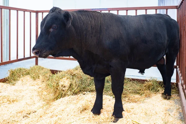 Black bull in the pen. Farm animals. A bull stands at an agricultural exhibition. The bull is standing in sawdust and straw. Farming.