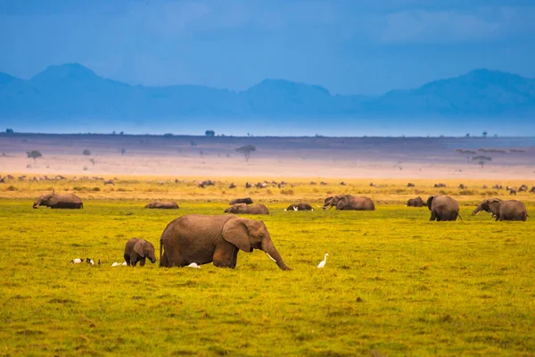 African elephant with an elephant calf. The elephant is walking along the swamp. An elephant against the background of Mount Kelimanjar