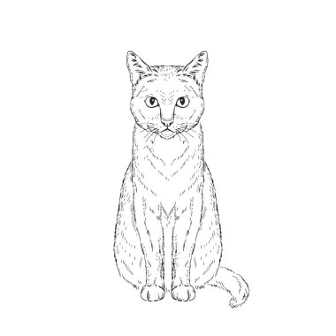 Şirin kedi portre Kroki illüstrasyon kroki