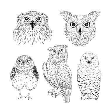  sevimli kuş baykuşlar illüstrasyonlar seti