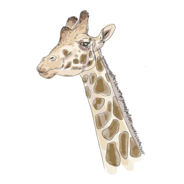 Tête Girafe Illustration Animalière Aquarelle — Image vectorielle