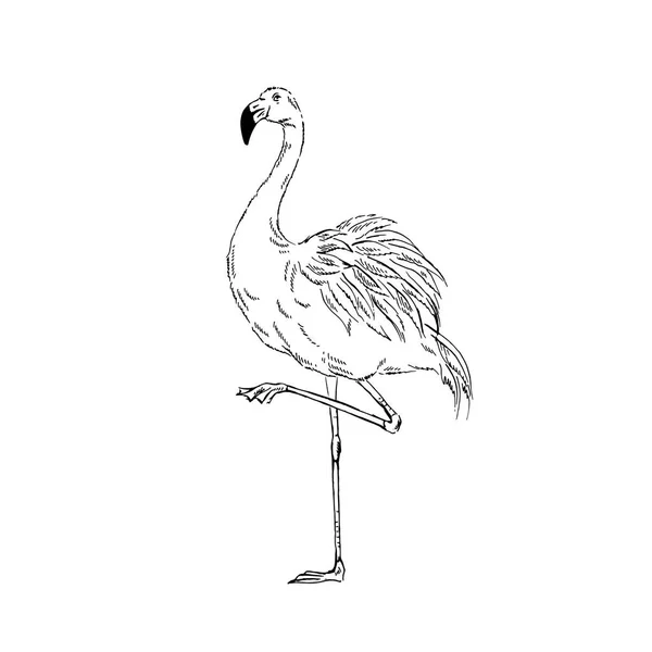 Cite Esboço Tinta Flamingo Pássaro —  Vetores de Stock