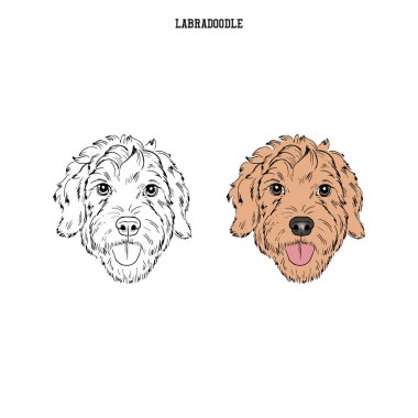 Golden Labradoodle Premium Vector Download For Commercial Use Format Eps Cdr Ai Svg Vector Illustration Graphic Art Design