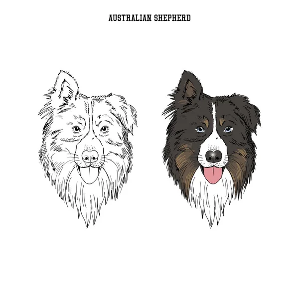 Australian Shepherd Retrato Raças Cães —  Vetores de Stock
