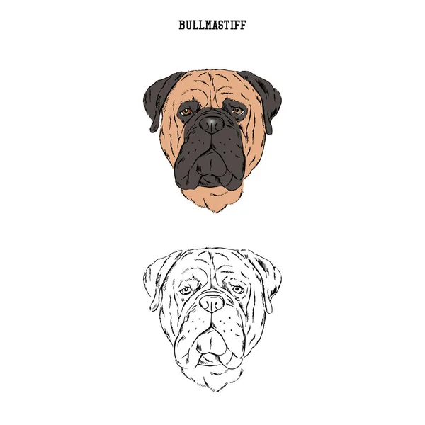 Bull Mastiff Retrato Razas Perros — Vector de stock