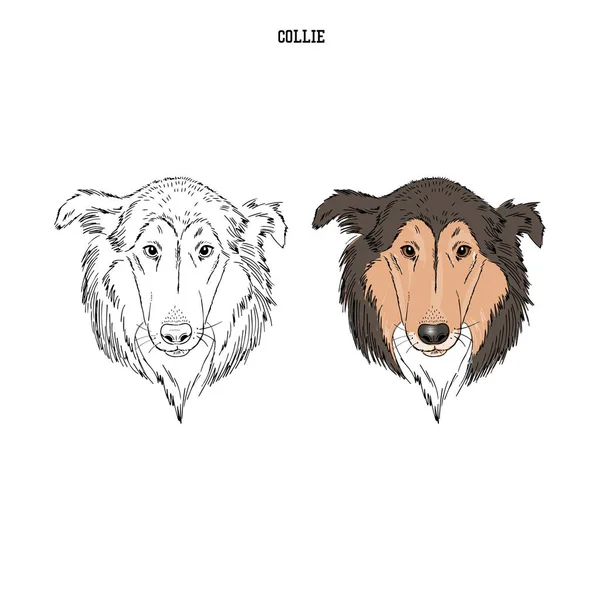 Collie Portret Hondenrassen — Stockvector