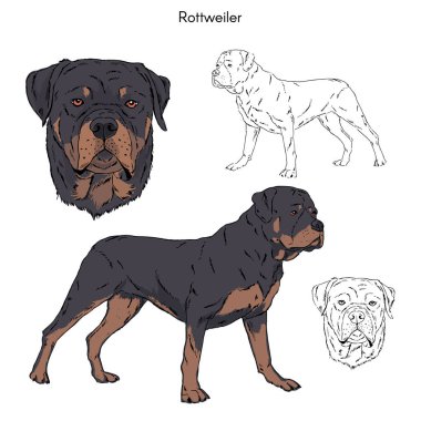 Rottweiler illüstrasyon izole beyaz arka plan üzerinde