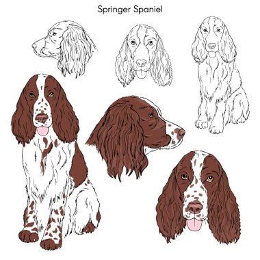 Springer Spaniel beyaz arka plan üzerinde izole