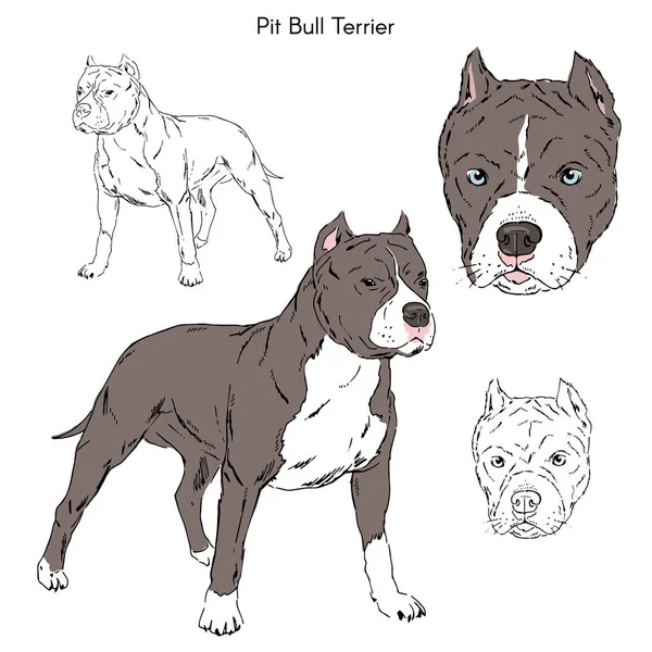 Illustrazione Pitbull Isolata Sfondo Bianco — Vettoriale Stock