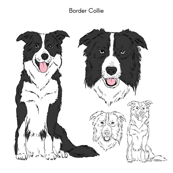 Border Collie Isoliert Auf Weißem Hintergrund — Stockvektor