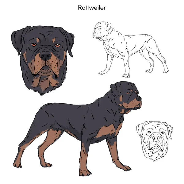 Rottweiler Illustration Isolerade Vit Bakgrund — Stock vektor