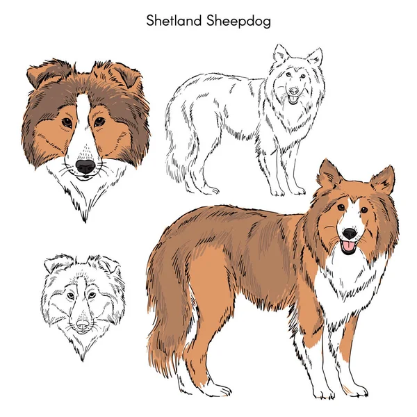 Shetland Sheepdog Isolerad Vit Bakgrund — Stock vektor