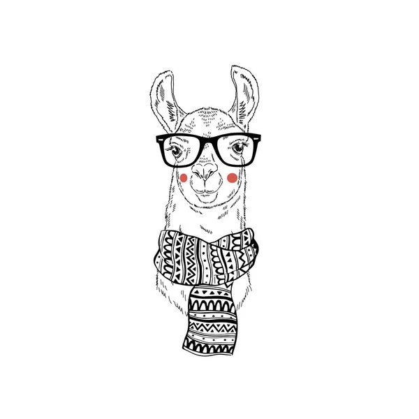 Retrato Llama Bufanda Adornada Fondo Blanco — Vector de stock