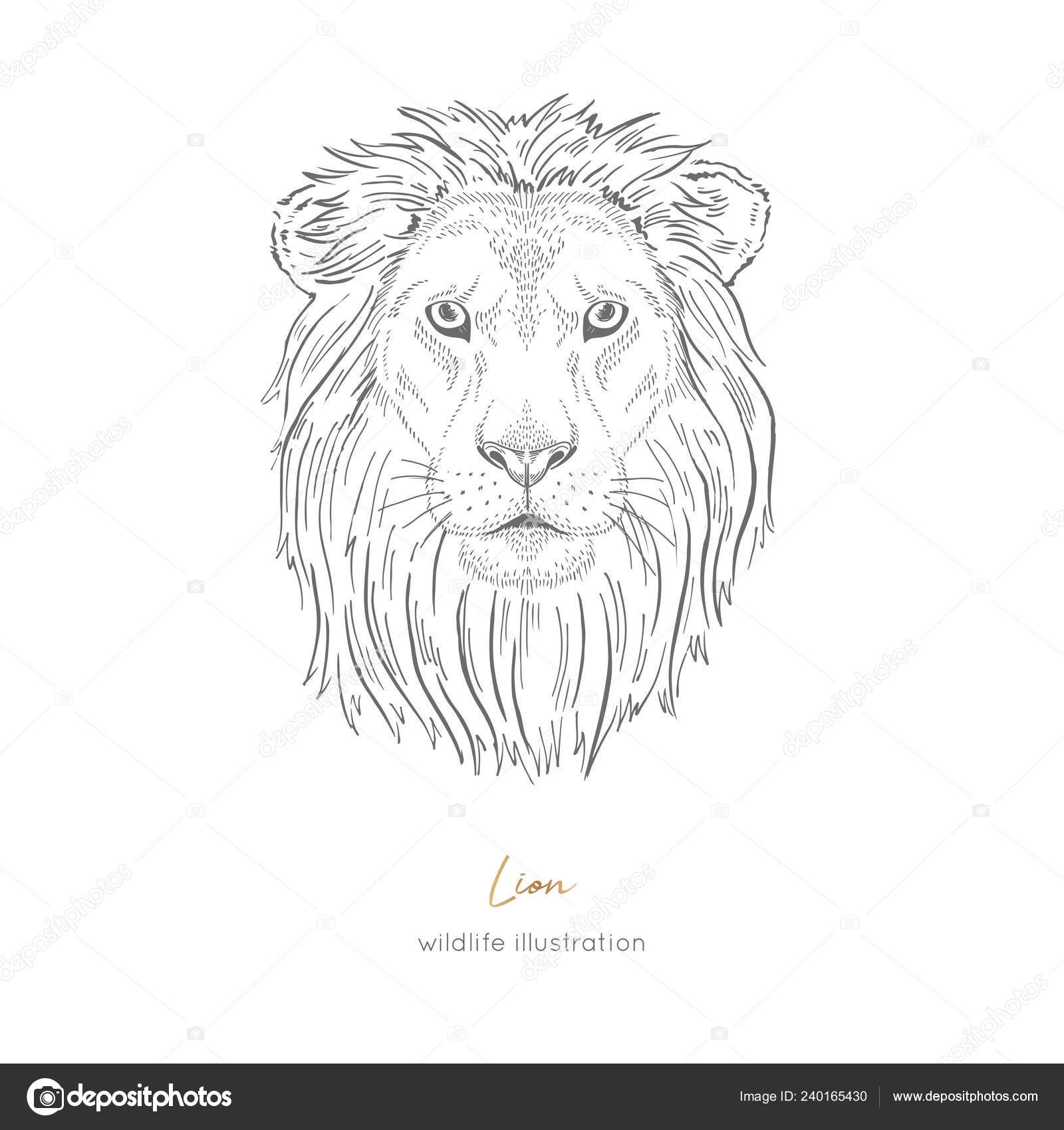 Dibujos de leones para colorear ❤️ | Minenito, image size:1600x1700