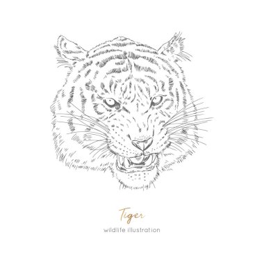 Kaplan kükreyen, vektör portre çizim