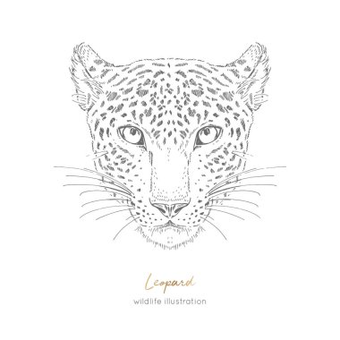 Leopar simetrik vektör portre çizim.