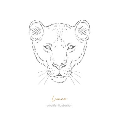 Vahşi aslan kedi simetrik vektör portre çizim.