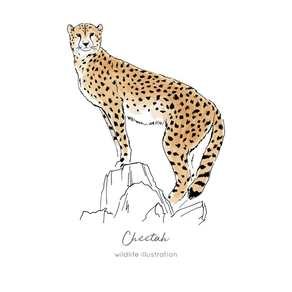 Vector illustration of cheetah standing on dry tree. — Stock Vector