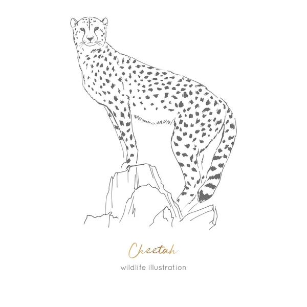 Vectorillustratie van cheetah staande op droge boom. — Stockvector