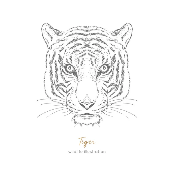 Retrato vectorial simétrico ilustración de tigre — Vector de stock