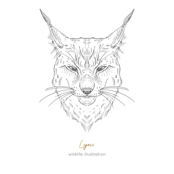 Symmetrical Vector portrait illustration of lynx. — Stock Vector