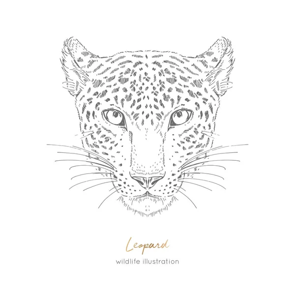 Symmetriska vektorillustration porträtt av leopard. — Stock vektor