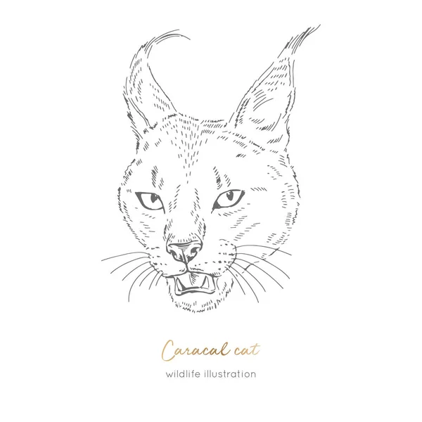Vektorové ilustrace portrét řevem kočka divoká caracal. — Stockový vektor