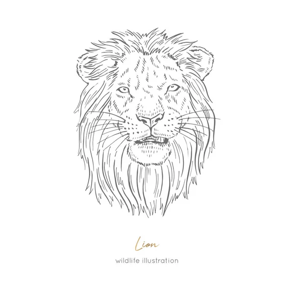 Vector portrait illustration of roaring lion. — Stock Vector