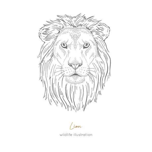 野生のライオン猫の対称的なベクトルの肖像画イラスト. — ストックベクタ