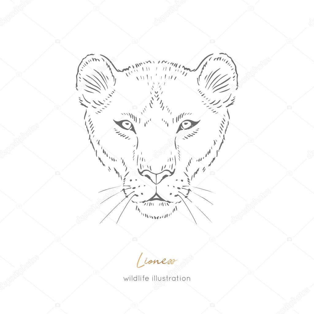 Symmetrical Vector portrait illustration of wild lioness cat.