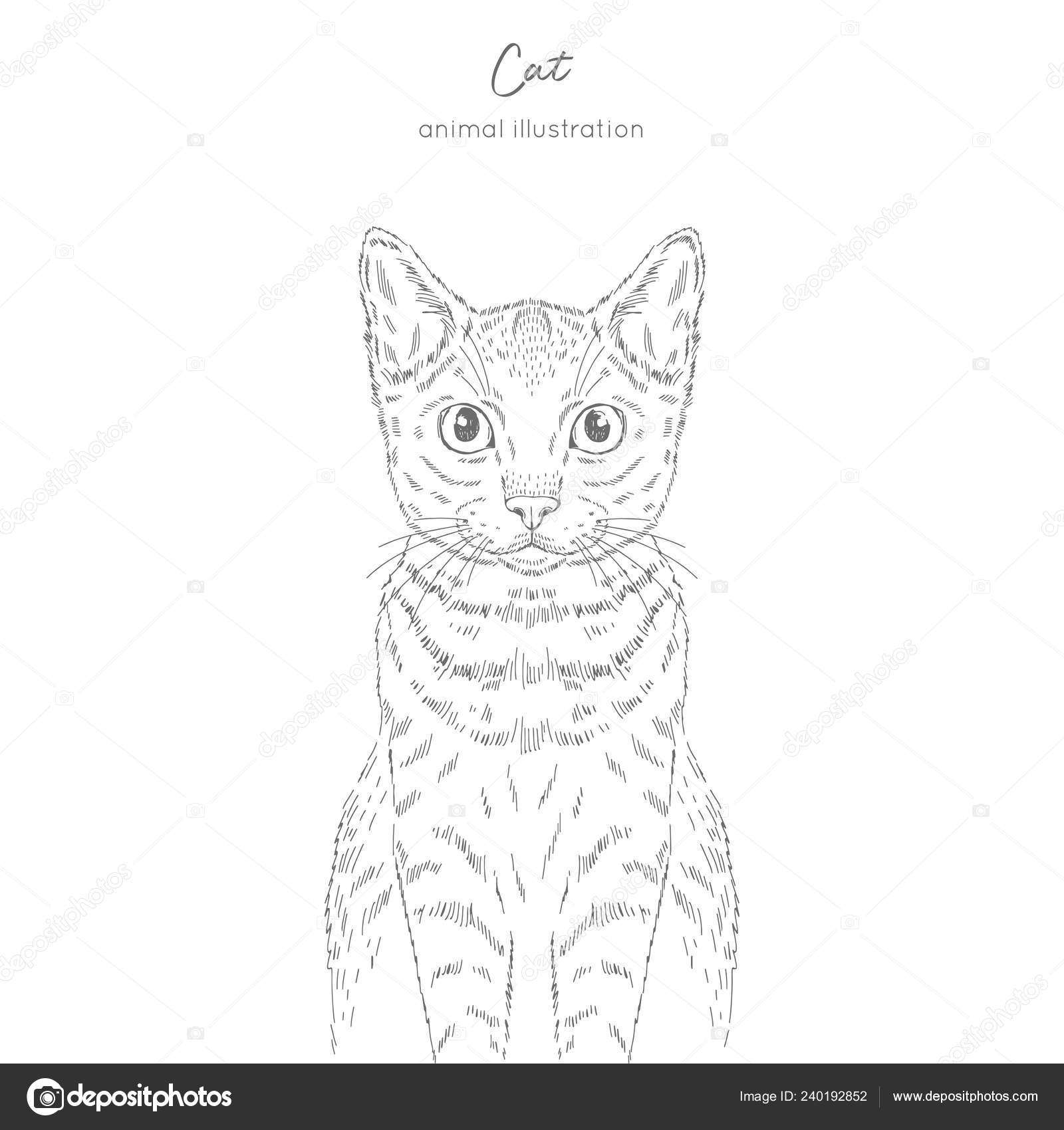 Ilustração de desenho vetorial realista de gato doméstico o sinal do gato