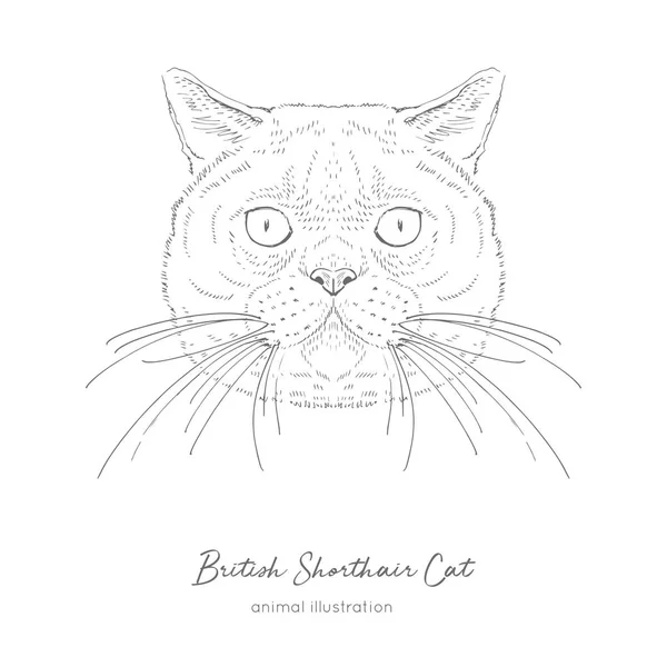 Symmetriska vektorillustration porträtt av brittiska korthår katt. — Stock vektor