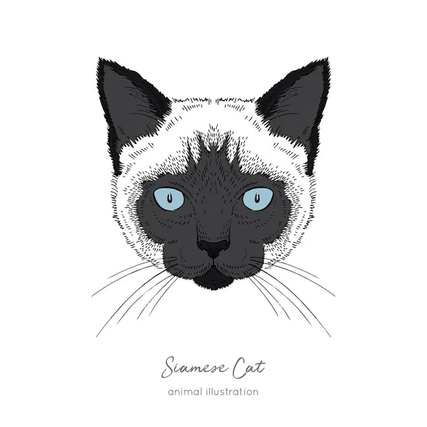 Symmetriska vektorillustration porträtt av Siamese katt. — Stock vektor