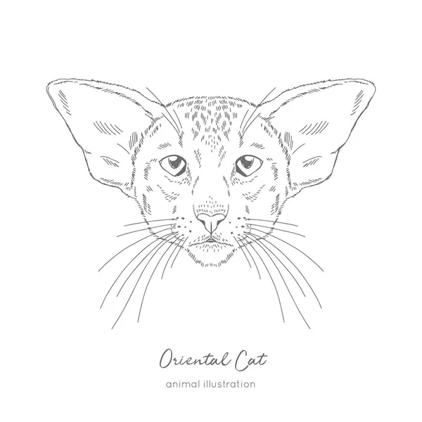 オリエンタル猫の対称的なベクトルの肖像画イラスト. — ストックベクタ