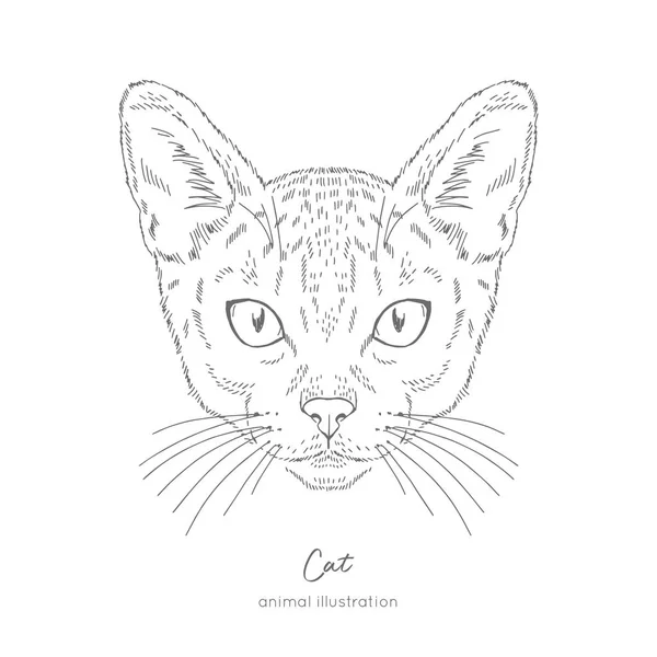 Symmetrische vectorillustratie portret van kat. — Stockvector