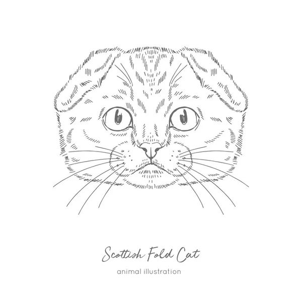 Как нарисовать кошку вислоухую шотландскую карандашом поэтапно