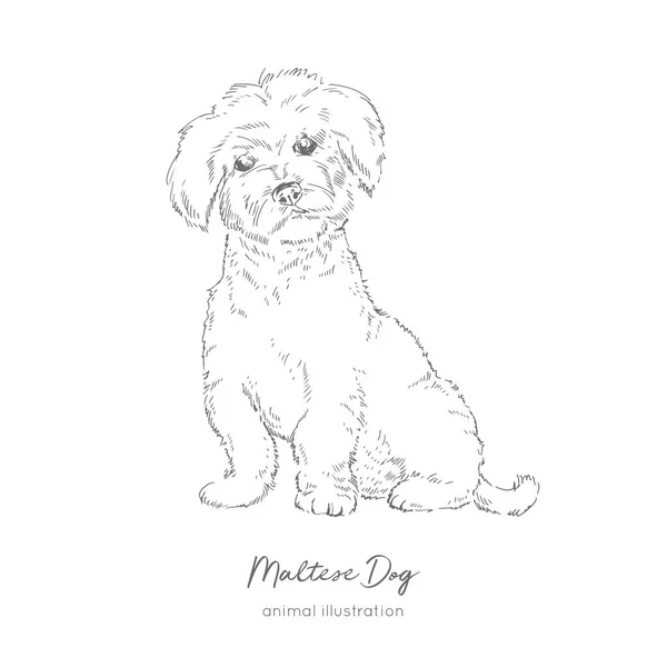 Vector illustration of Maltese dog — Stock Vector