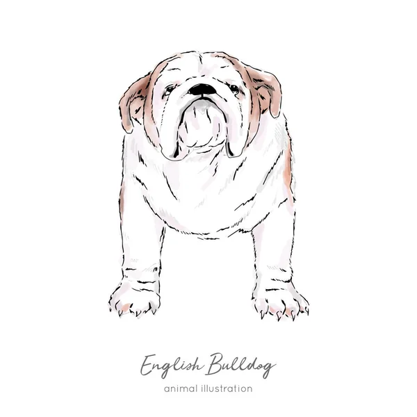 Vector illustration of English Bulldog breed — Stock Vector