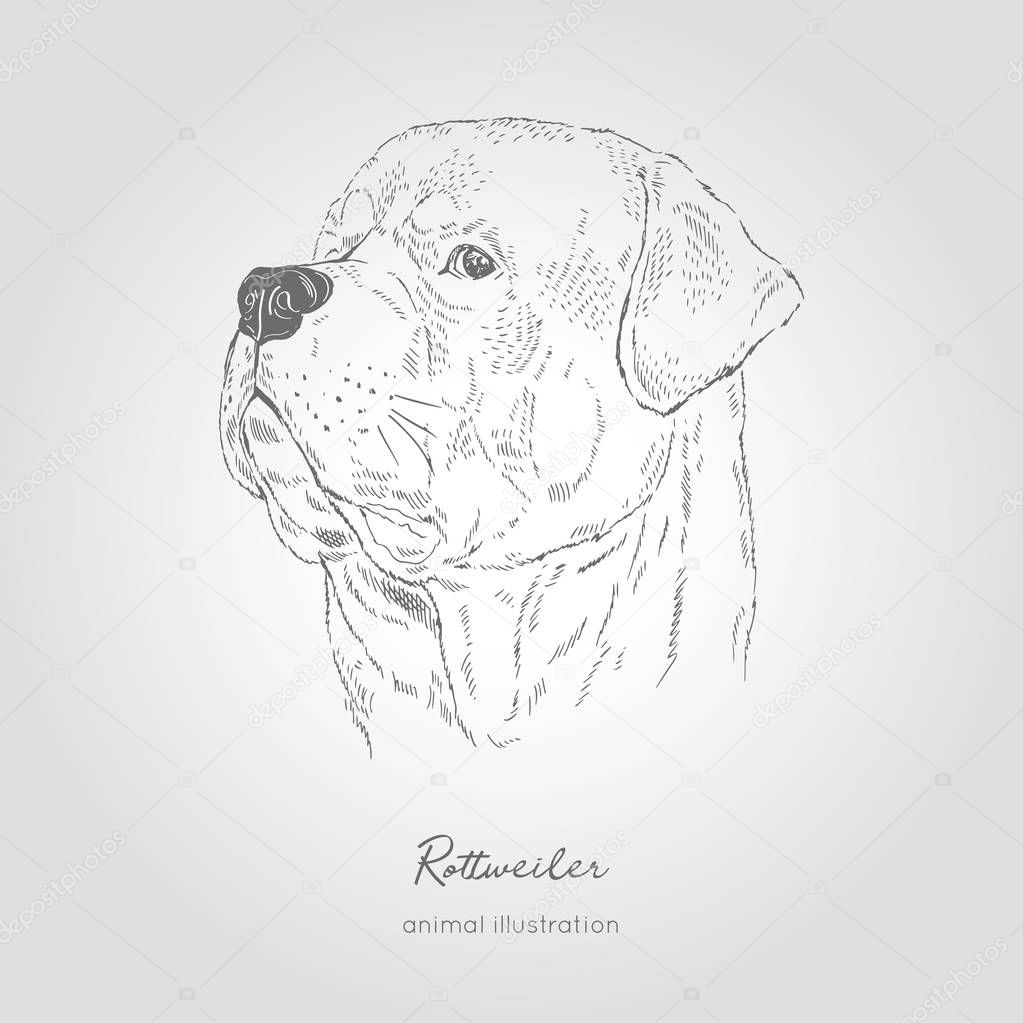 Illustration De Portrait Profil Vectorielle De La Race De