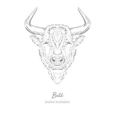 Boğa çiftlik hayvanı simetrik vektör portre çizim