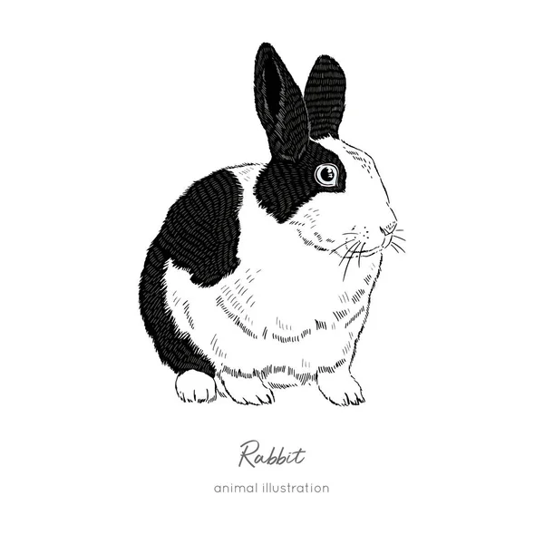Vector illustration of rabbit farm animal — Stock Vector