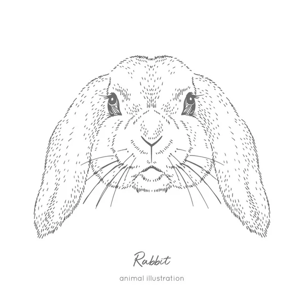 Retrato vectorial simétrico ilustración del animal de granja de conejo — Archivo Imágenes Vectoriales